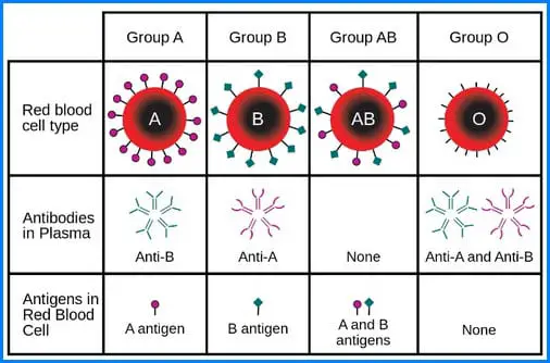 The image shows the possible result for the reverse blood grouping method. image