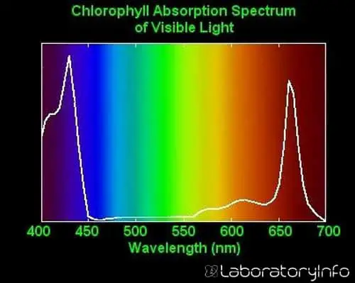 Absorption spectrum of different wavelengths of light by chlorophyll, Note that blue and red lights have maximum absorption