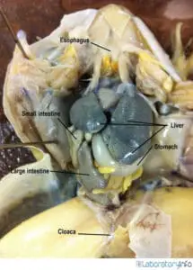 Digestive System of Frog
