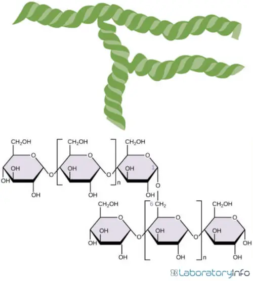 Figure Structure of Amylopectin