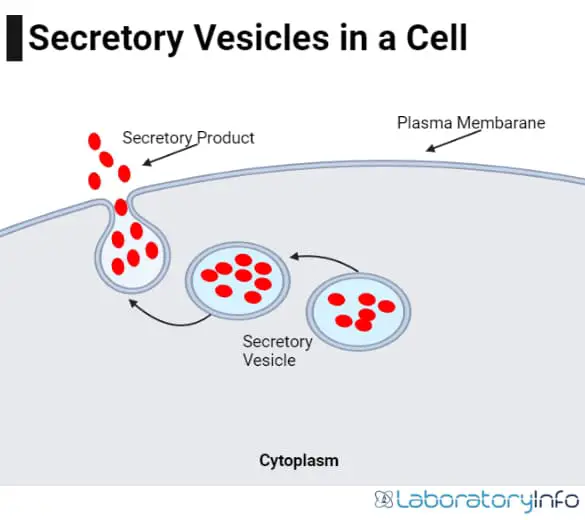 Secretory Vesicle in a Cell image