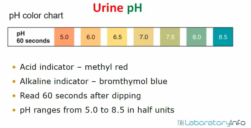 Urine pH - Normal range and Chart