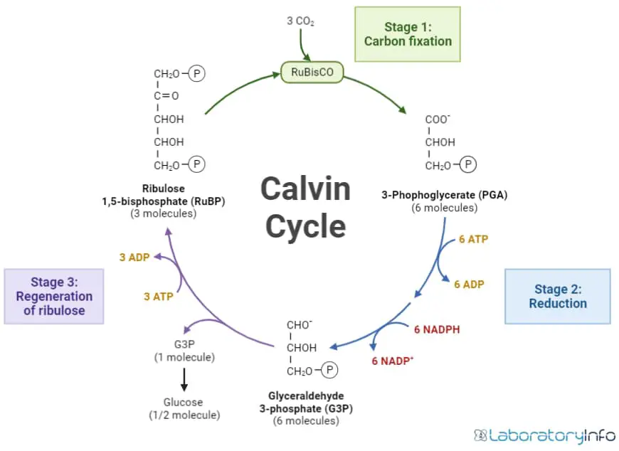 calvins cycle in the process of photosynthesis reaction