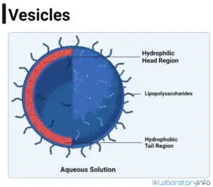 Vesicles in the Cell