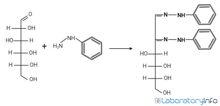 A typical reaction showing the formation of an osazone D glucose reacts with phenylhydrazine to glucosazone the same product is obtained from fructose and mannose.