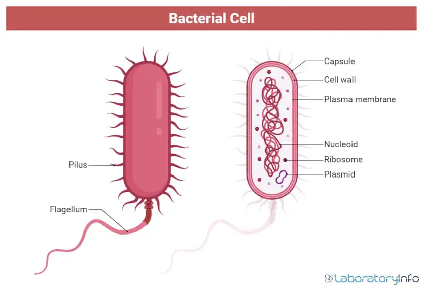 Bacteria cell with labeled parts diagram