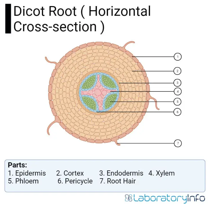 Dicot Root ( Horizontal Cross section ) and labeled diagram with parts image