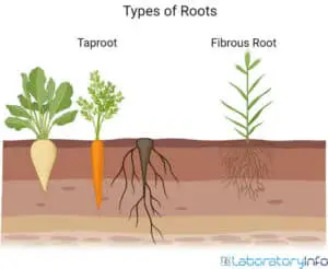 Taproot and Fibrous Root – Diagram, Definition, Differences and Facts