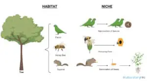 Niche Vs Habitat : Definition, Examples, Differences and Diagrams