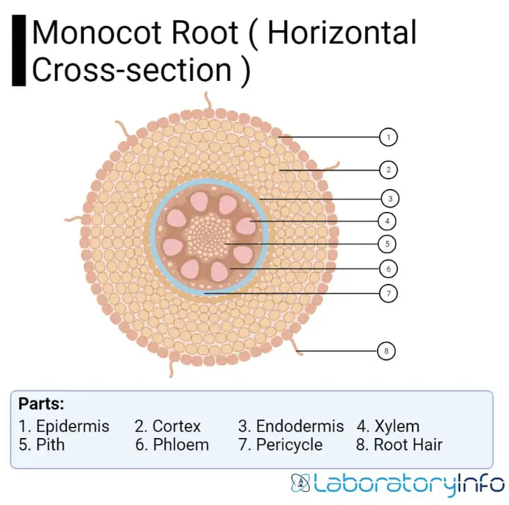 Monocot Root ( Horizontal Cross section ) and labeled diagram with parts image