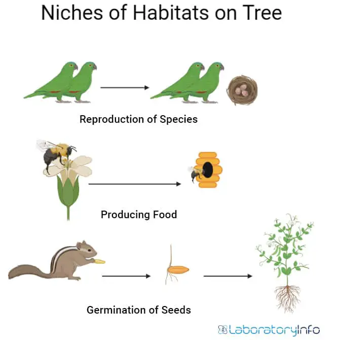 Niches of habaitats on tree birds reproduction honey bee generation food squirrel recreating the plants