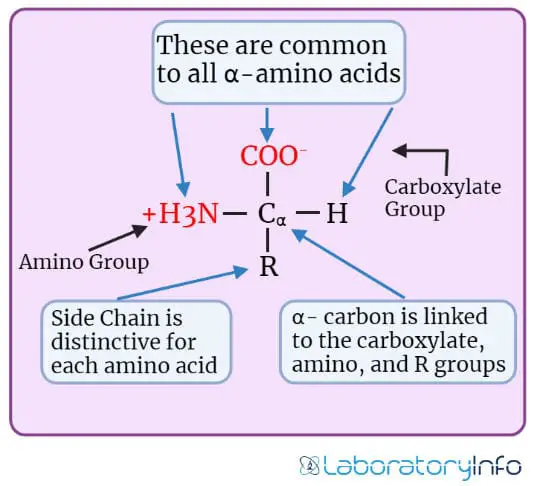 Structure of amino acids in physiologic pH 7.4 image
