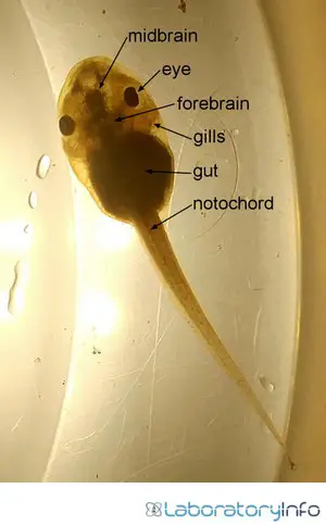 Tadpole with gills image
