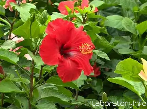 a dicot flower called Hibiscus rosa-sinensis