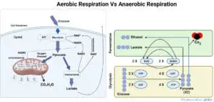 Aerobic Respiration and Anaerobic Respiration – Diagrams, Definition and Differences