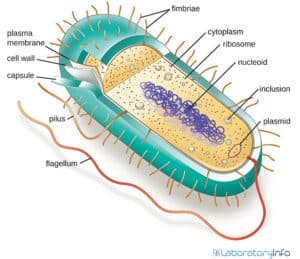 Archaea and Bacteria – Differences, Similarities, Diagrams and Examples