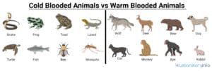 Cold-blooded Vs Warm-blooded animals – Definition, Examples list and Differences