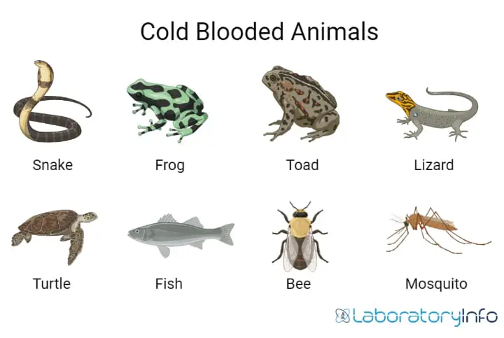 cold blooded animals