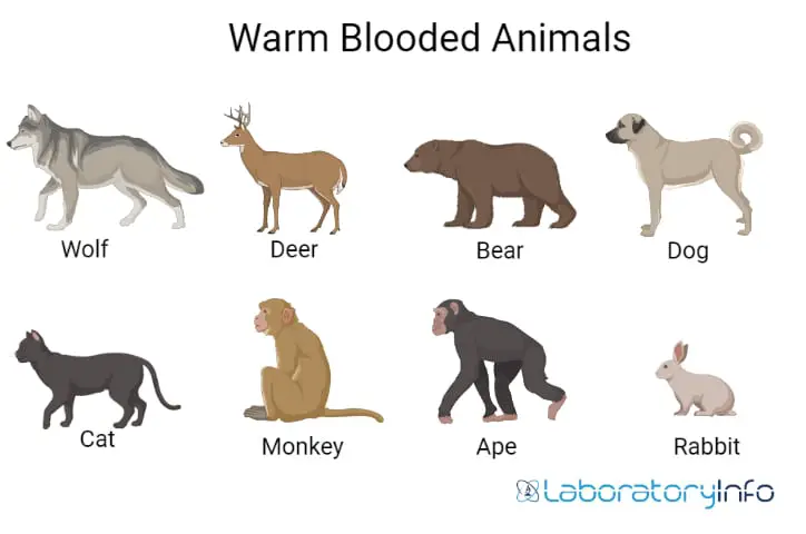 cold blooded animals list