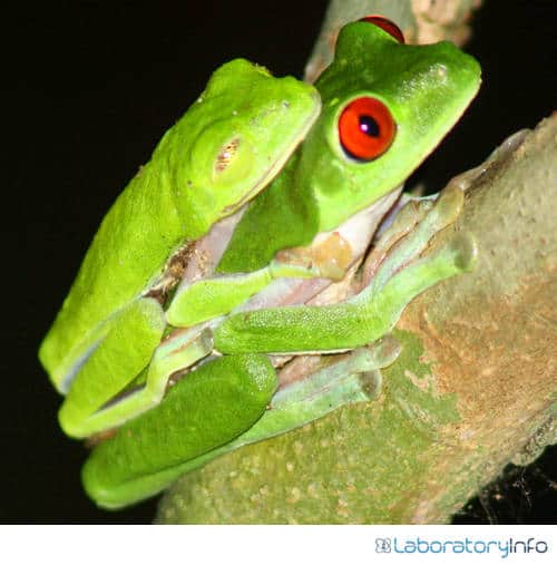 Amplexus position of frog green red eyed frog mating image