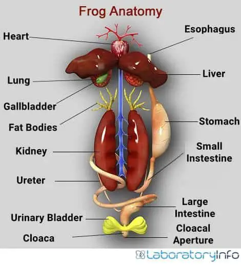 Kidneys of frog in the anatomy of from labelled image