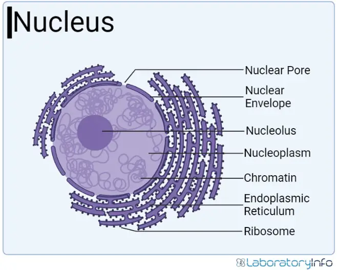 Nucleas color diagram with its labeled parts image