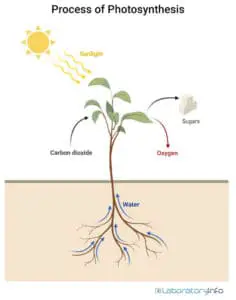 Photosynthesis Process – Definition, Diagram, Reactions (Steps), Equations