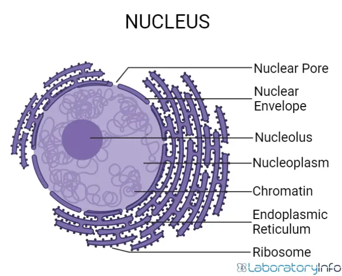 structure of nucleus with labelled diagram