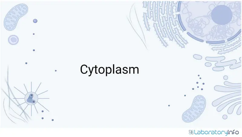 Cytoplasm of an Animal Cell image