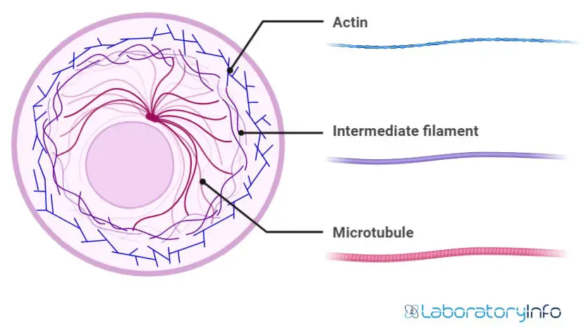 Cytoskeleton in an animal cell with labelled diagram