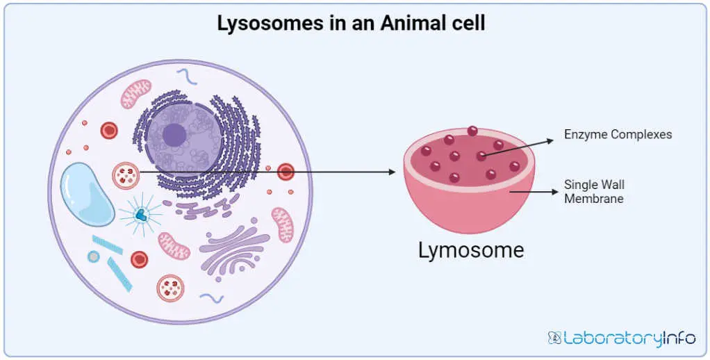 Lysosomes in an Animal cell with labelled diagram