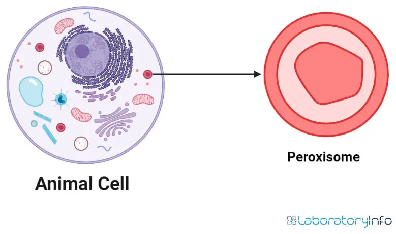 Peroxisome in animal cell