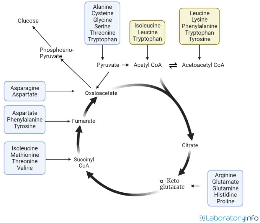 Role of amino acids in the metabolic pathways circular diagram image