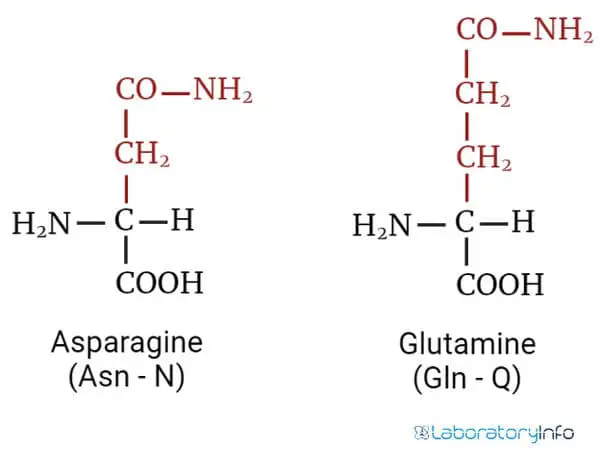 Structure of Asparagine and Glutamine image