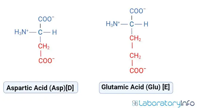 Structure of Aspartic acid and Glutamic acid pictures image
