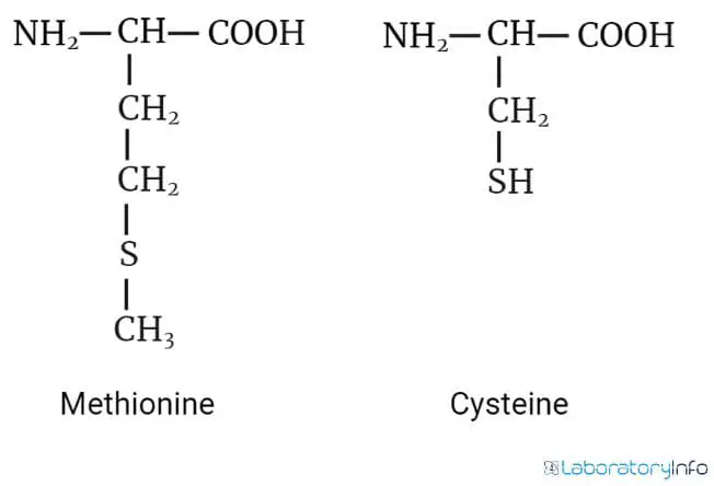 Structure of Methionine and Cysteine image