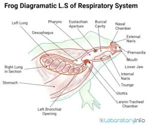 Respiratory System of Frog