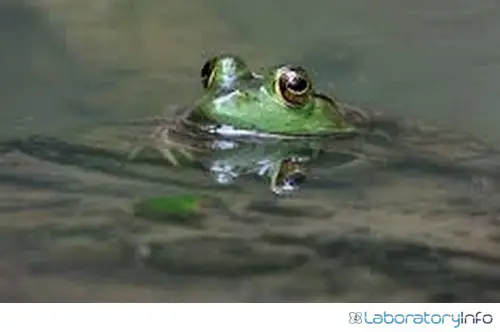 Frog breathing in water Real Live example image