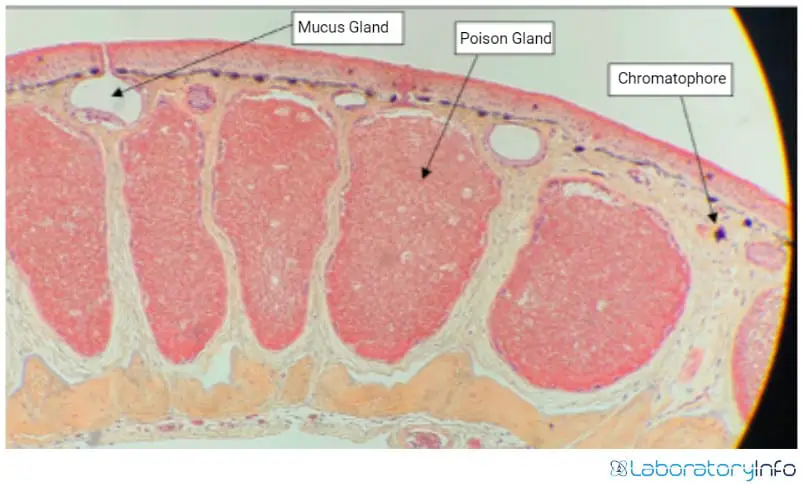 Mucus glands of frog opening into the skin surface image