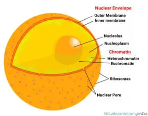 All About Nucleus