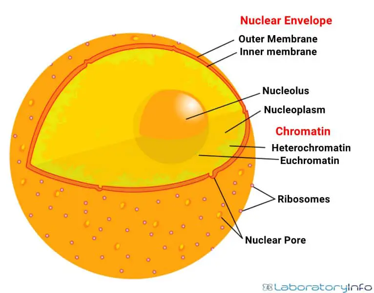 nucleus diagram